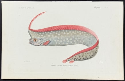 Cuvier - Oarfish.70