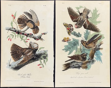 Audubon - Pair of Bird Lithographs