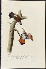 Audubon - Red-shafted Woodpecker. 274