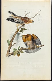 Audubon - Red-shouldered Buzzard. 9