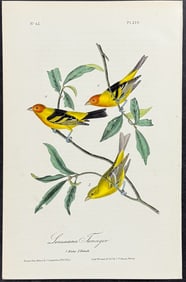 Audubon - Louisiana Tanager. 210