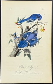Audubon - Blue Jay. 231