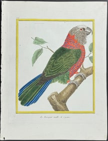 Martinet & Buffon - Parrot. 626