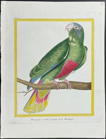 Martinet & Buffon - Parrot. 548
