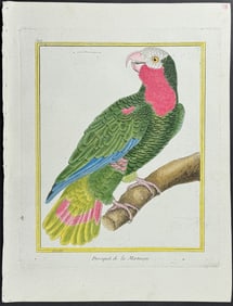 Martinet & Buffon - Parrot. 549