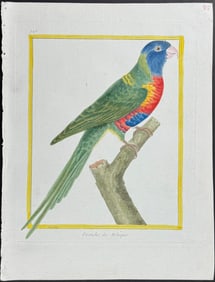 Martinet & Buffon - Parrot. 743
