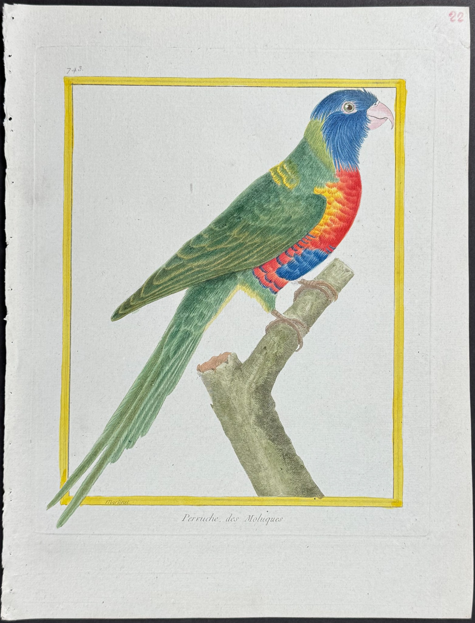 Martinet & Buffon - Parrot. 743 (1 of 1)