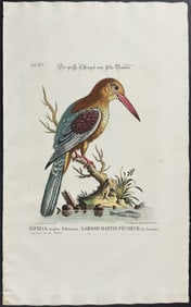 Edwards & Seligmann - Kingfisher. 15