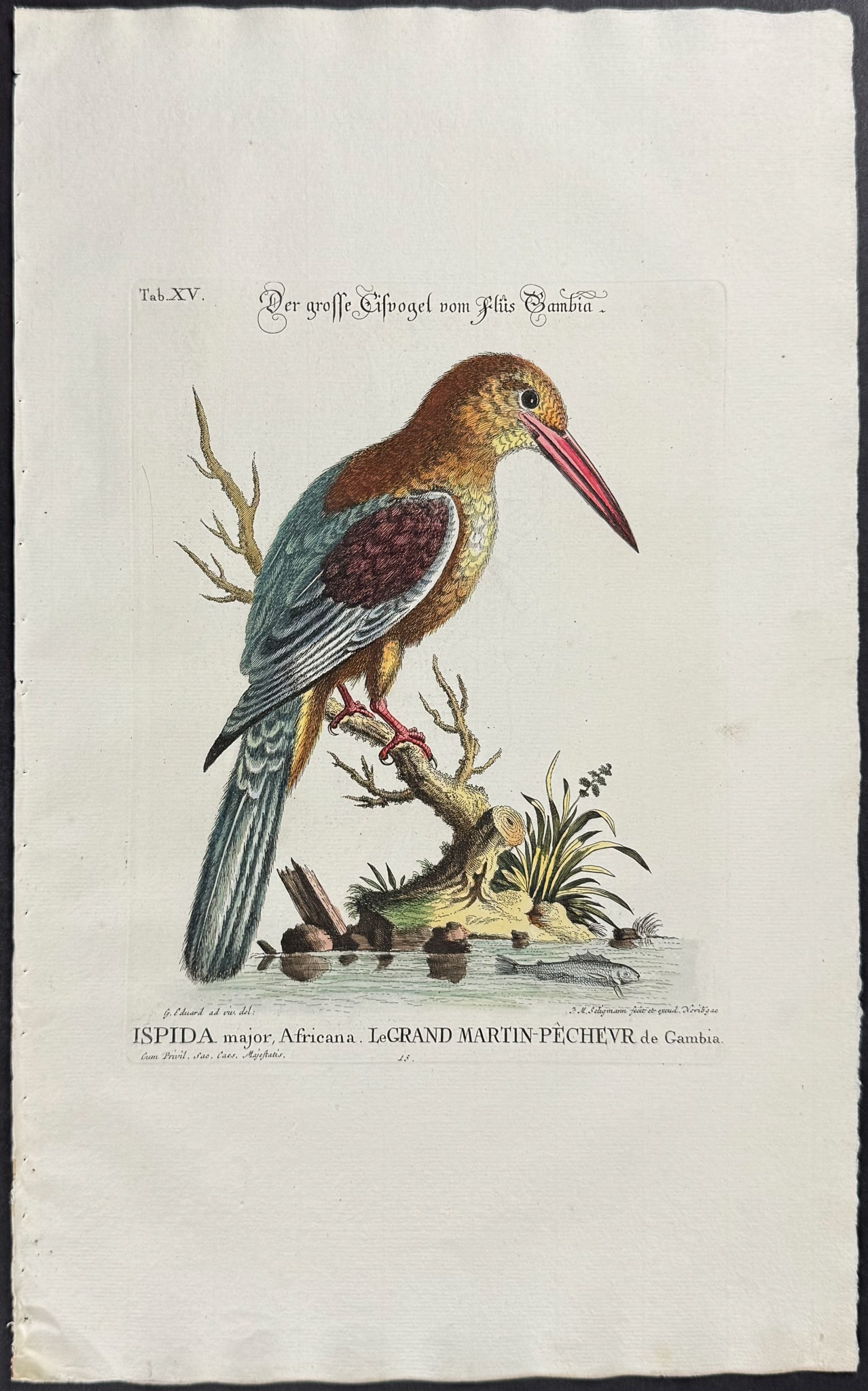 Edwards & Seligmann - Kingfisher. 15: Johann Seligmann created this wonderful folio work featuring the art of both George Edwards and Mark Catesby. Entitled Sammlung verschiedener auslandischer und seltener Vogel, the rare work features b