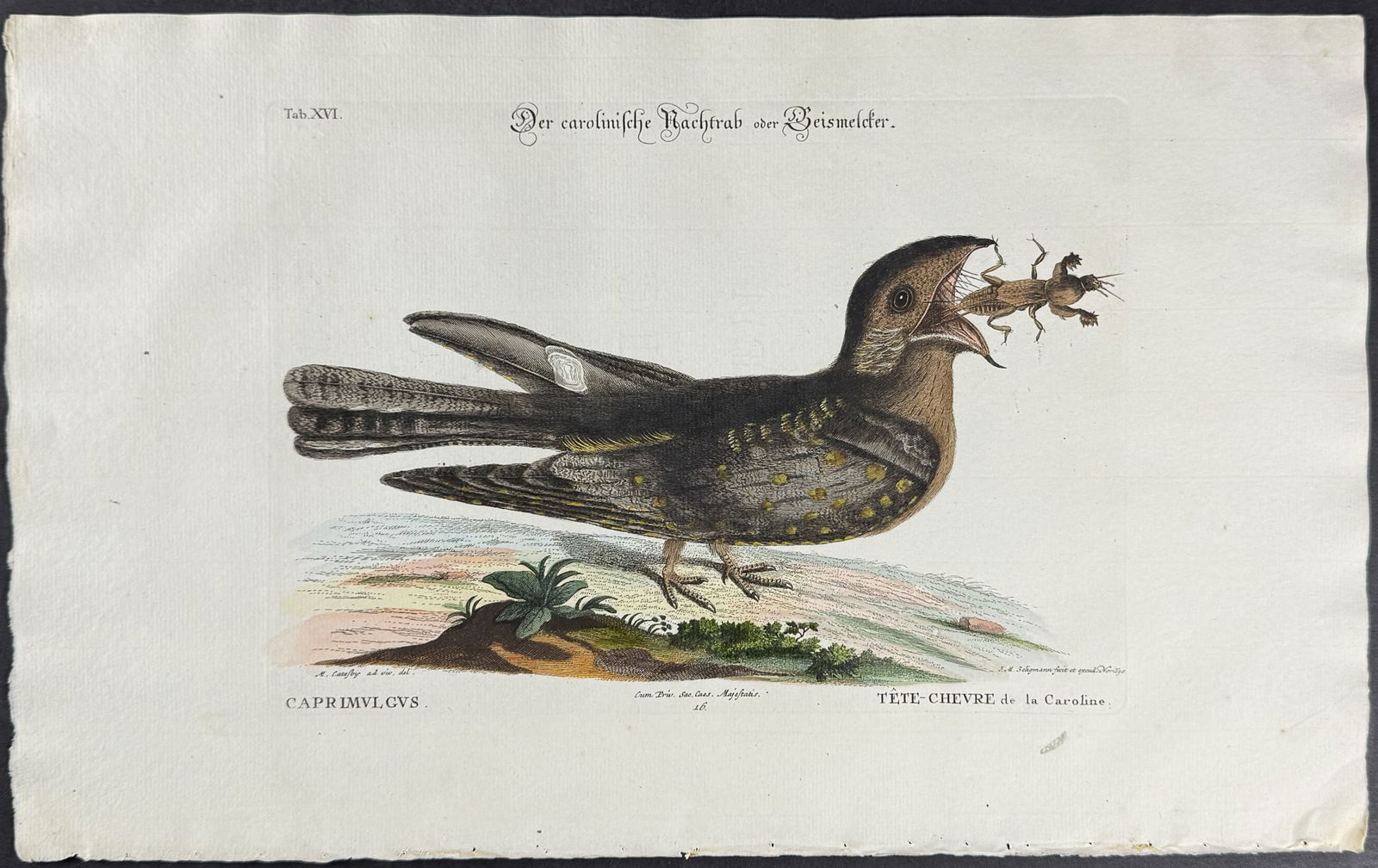 Catesby & Seligmann - Nightjar or Goat Sucker of Carolina (Chuck-Wills-Widow). 16: Johann Seligmann created this wonderful folio work featuring the art of both George Edwards and Mark Catesby. Entitled Sammlung verschiedener auslandischer und seltener Vogel, the rare work features b