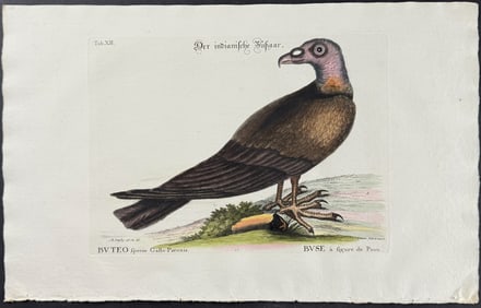 Catesby & Seligmann - Turkey Buzzard. 12