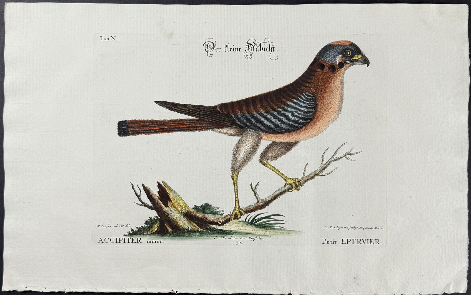 Catesby & Seligmann - Little Hawk. 10: Johann Seligmann created this wonderful folio work featuring the art of both George Edwards and Mark Catesby. Entitled Sammlung verschiedener auslandischer und seltener Vogel, the rare work features b