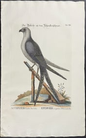 Catesby & Seligmann - Swallow-tail Hawk. 8