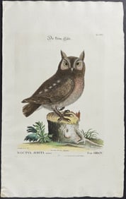 Catesby & Seligmann - Little Owl. 14