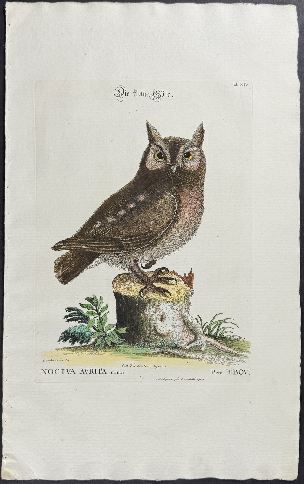 Catesby & Seligmann - Little Owl. 14: Johann Seligmann created this wonderful folio work featuring the art of both George Edwards and Mark Catesby. Entitled Sammlung verschiedener auslandischer und seltener Vogel, the rare work features b