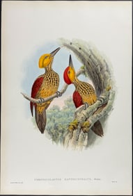 Gould - Negros Yellow-faced Woodpecker