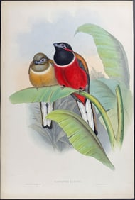 Gould - Kasumba Trogon