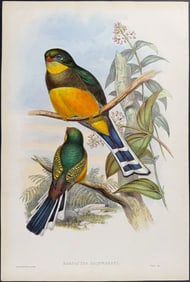 Gould - Reinwardt's Trogon