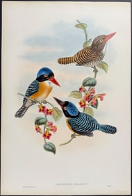 Gould - Black-faced Kingfisher