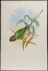 Gould - Allied Parrakeet