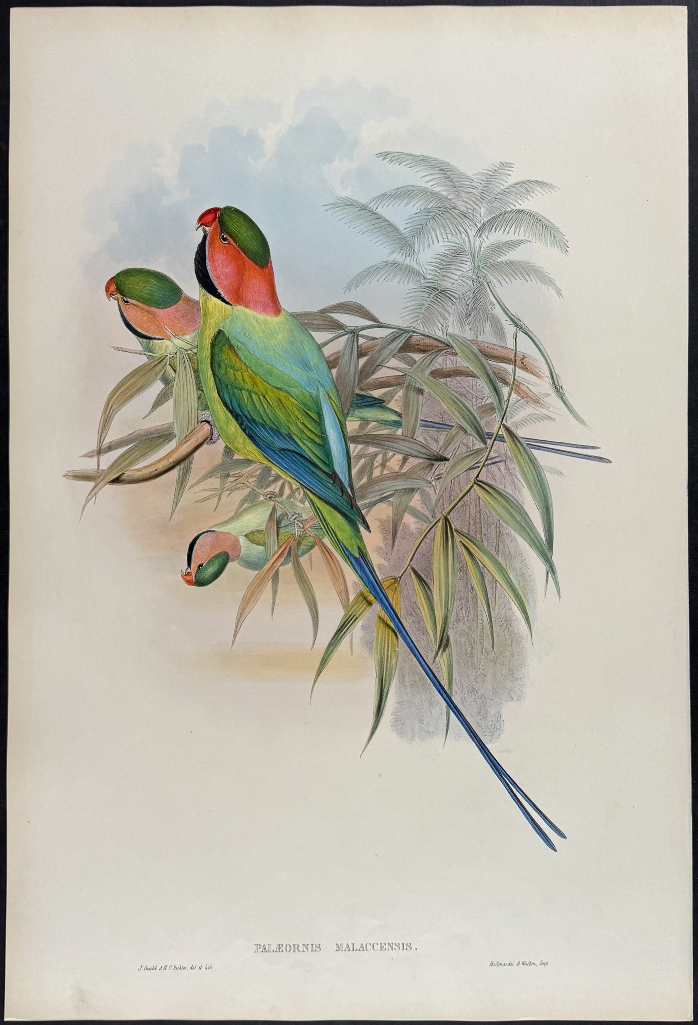 Gould - Malacca Parrakeet (1 of 1)