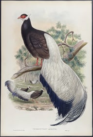 Gould - Chinese Crossoptilon
