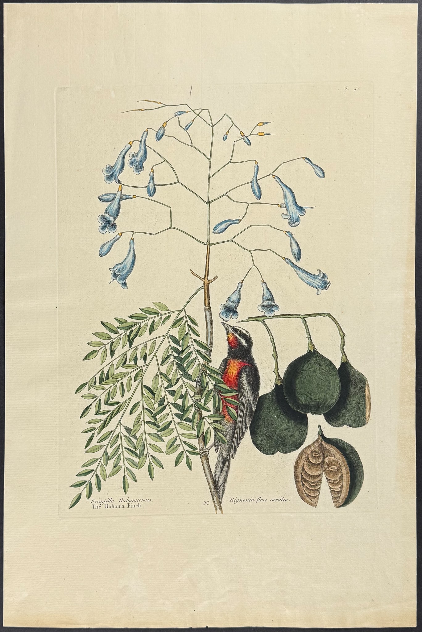 Catesby, Folio - Bahama Finch. 42: We are pleased to offer this stunning originally hand-colored engraving from Mark Catesby?s The Natural History of Carolina, Florida and the Bahama Islands: Containing the Figures of Birds, Beasts, Fi