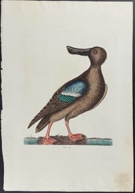Catesby, Folio - Blue-wing Shoveler. 96