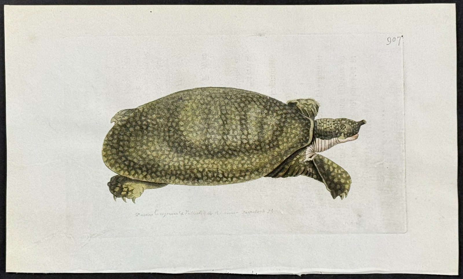 Shaw & Nodder, On Vellum - Nile Softshell Turtle (Testudo Nilotica). 907 (1 of 1)