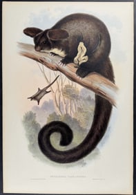 Gould, Australia - Great Flying Phalanger