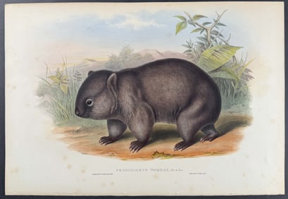Gould, Australia - Wombat