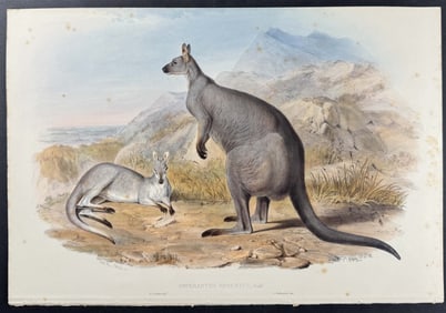 Gould, Australia - Black Wallaroo