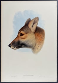 Gould, Australia - Canis Dingo