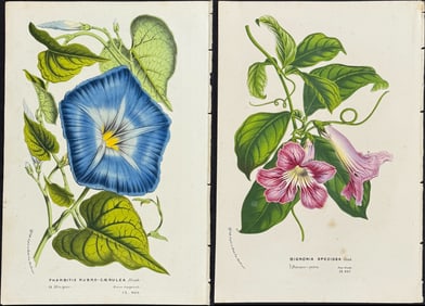 Van Houtte - 5 Botanical Prints