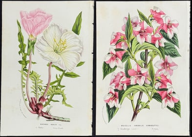 Van Houtte - 8 Botanical Prints