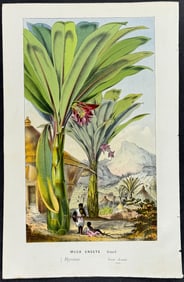 Van Houtte - Banana Plant
