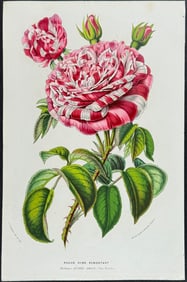 Van Houtte - Rose