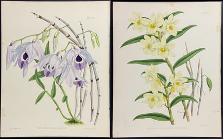 Warner - 4 Orchid Lithographs