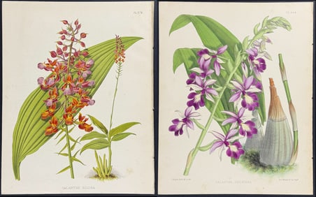 Warner - 3 Orchid Lithographs
