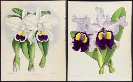 Warner - 4 Orchid Lithographs