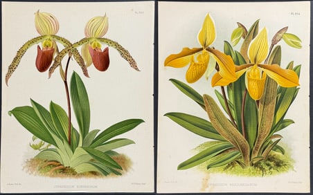 Warner - 4 Lady's Slipper Orchid Lithographs