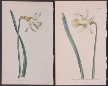Curtis - 6 Daffodil Engravings