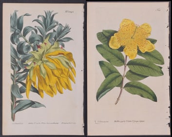 Curtis - Large Lot of 48 Botanical Engravings
