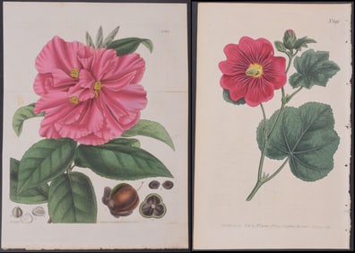Curtis - Large Lot of 47 Botanical Engravings