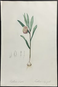 Redoute, Folio - Fritillary (Fritillaria Latifolia)