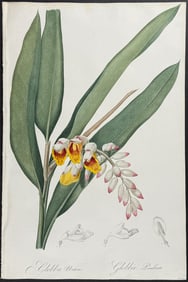 Redoute, Folio - Shell Ginger or Pink-Porcelain Lily (Globba Nutans)