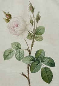 Redoute, Folio - Rose - Rosa muscosa alba