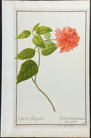 Original Watercolor of Hibiscus rosa sinensis after Nebel for Curtis (according to Linnaeus system)