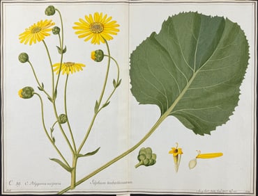 Original Watercolor of Prairie Dock - Silphium terebinthinaceum after Ledel for Jacquin (according