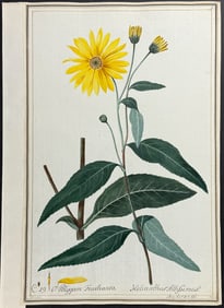 Original Watercolor of Sunflower - Helianthus Altissimus after Knapp for Jacquin (according to